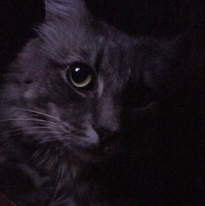 Meet your Posher, Misty